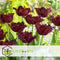 Plant in a Box - Tulipa Labrador - Bloembollen x20 - Tulp - Donkerpaars - Sierlijk gevormde bloemen
