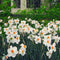 Plant in a Box - Narcissus Recurvus x30 - Narcisbollen - Meerjarige winterharde bloembollen voor in de tuin, terras of balkon