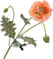 Silk-ka Kunstbloem-Zijden Bloem Klaproos Steel Oranje-Beauty 98 cm