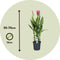 Plant in a Box - Curcuma 'Al Siam Supreme' - Set van 4 - Kurkuma - Bloeiende kamerplanten - Pot 13cm - Hoogte 40-60cm