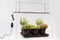 Parus by Venso GrowLight Duo Kweeklamp plantenarmatuur met standaard, fotosynthese stimulatie en chlorofylvorming, LED groeilamp, groeilicht voor kamerplanten, groenten, bloemen
