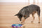 Nina Ottosson- Dog Twister