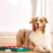 Nina Ottosson - Hondenspel - Dog brick