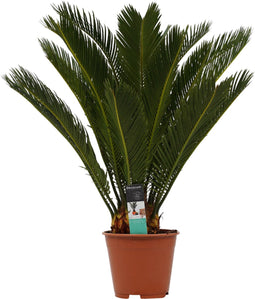 Decorum Cycas Revoluta - Duijn-Hove - Groene Plant- Hoogte 65 cm