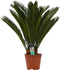 Decorum Cycas Revoluta - Duijn-Hove - Groene Plant- Hoogte 65 cm
