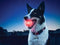 Nite Ize Glowstreak Dog Led Ball Red