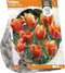 Tulipa Viridiflora Artist (Sp) per 5