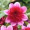 Plant in a Box - Dahlia 'Blue Bayou' - set van 3 - zomerbloeiers - dahliaknollen - tuinbloemen - Rood/Paars