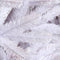 Triumph Tree Icelandic Pine - Witte Kunstkerstboom 185 cm hoog - Zonder verlichting