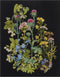 Thea Gouverneur - Borduurpakket met telpatroon - 424.05 - Voorgesorteerde DMC Garens - Wilde kruiden - Zwart Aida - 35 cm x 46 cm - DIY Kit