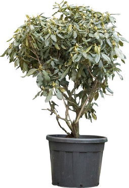 Rhododendron Nova Zembla | Rhododendron 'Nova Zembla' | Bomenbezorgd.nl