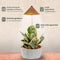 Parus by Venso SUNLiTE Kweeklamp 7W koper, LED groeilamp met telescopische staaf, groeilamp voor kamerplanten en groene planten