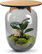 Terrarium | Eiken Tafel | Bonsai plant | Grijs glas | ↑55cm -Ø35cm