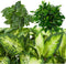 Combibox hippe kamerplanten (Ficus, Koffieplant, Dieffenbachia compacta en Camilla) - Set van 4 - De Groot - Combibox- Hoogte 25 cm