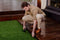 Segway Navimow i205 AWD - Robotmaaier - App-bediening Diefstalbeveiliging - 125m²