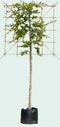 Groene leibeuk 120 cm (120x120) | Fagus sylvatica 120 cm| Bomenbezorgd.nl