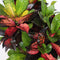 Croton 'Mrs Iceton' (Codiaeum variegatum)