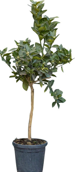 2 stuks! Sinaasappelboom Citrus sinensis totale hoogte 45 cm st. om...