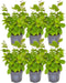 Plants by Frank | 1 strekkende meter haagbeuk | 6x Carpinus Betulus Ø12 cm - 20 cm | winterharde haagplanten | Bladverliezende haag | Tuinplanten | Planten
