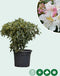 Rhododendron Cunninghams White | Rhododendron 'Cunningham's White | Bomenbezorgd.nl