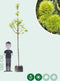Tamme kastanje boom | Castanea sativa 14-18 cm | Bomenbezorgd.nl