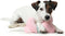 Dog chewing toy Hunter Salima Fluffy toy With string Pink Puppies