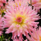 Plant in a Box - Dahlia Melody Gipsy - Set van 3 - Dahliaknollen - Prachtige zomerbloeier - Bloembollen