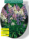 2 stuks - Baltus - Scilla Hispanica, Mix per 30