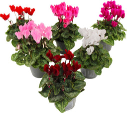 Plant in a Box - Cyclamen Persicum - Mix van 6 - Bloeiende kamerplanten - Pot 9cm - 10-20cm