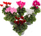 Plant in a Box - Cyclamen Persicum - Mix van 6 - Bloeiende kamerplanten - Pot 9cm - 10-20cm