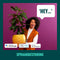 WiZ slimme stekker - Wi-Fi - Schakelaar - F type (EU)
