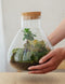Erlenmeyer M Bonsai