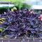 Plant in a Box - Ipomoea batatas - Ipomoea Zoete Aardappel - Set van 3 - Pot 10,5cm - Hoogte 10-15cm