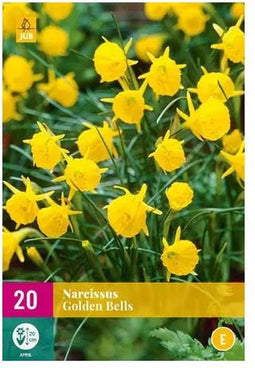 X 20 Narcissus Golden Bells