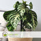 Plant in a Box - Aphelandra Curly White - Zebra plant - set van 4 - Pot 13cm - Hoogte 25-35cm