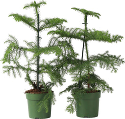 Plant in a Box - Araucaria Heterophylla - Set van 2 - Norfolkden - Kamerden - Pot 14cm - Hoogte 45-55cm