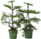 Plant in a Box - Araucaria Heterophylla - Set van 2 - Norfolkden - Kamerden - Pot 14cm - Hoogte 45-55cm