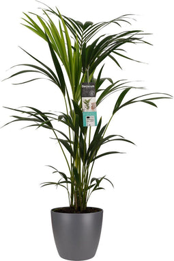 Decorum Kentia Palm - Elho brussels antracite – ↨ 100cm – ⌀ 21cm