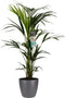 Decorum Kentia Palm - Elho brussels antracite – ↨ 100cm – ⌀ 21cm