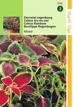 2 stuks Hortitops Coleus Blumei Regenboogmengsel