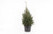 Kerstboom Picea glauca Super Green ↨ 120cm - hoge kwaliteit planten
