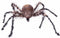 Halloween Decoraties My Other Me Zebra Spin Klein (38 x 34 x 8 cm)
