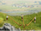 NOCH 0015579 H0 Alpenhoornspelers figuren Geverfd, Staand