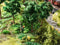 NOCH 12843 H0 Natuurbeheer figuren Kant-en-klare module, Scène met geluid