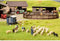 NOCH 15751 H0 Schapen scheren figuren Geverfd, Staand, Zittend