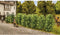 NOCH 21547 Heg 30 mm Groen