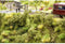 NOCH 23102 Spoordijkbeplanting