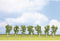 NOCH 25096 Set bomen Berk 100 tot 100 mm Groen 7 stuk(s)