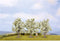 NOCH 25511 Set bomen Fruitboom 45 tot 45 mm Wit, Bloeiend 3 stuk(s)
