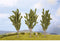 NOCH 25525 Set bomen Populier 55 tot 55 mm Groen 3 stuk(s)